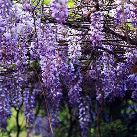 VISTATU Japanese wisteria seeds seed-packet for vibrant climbing vines in gardens