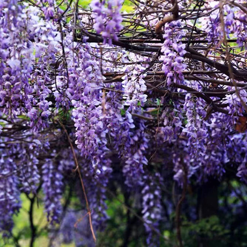 VISTATU Japanese wisteria seeds seed-packet for vibrant climbing vines in gardens
