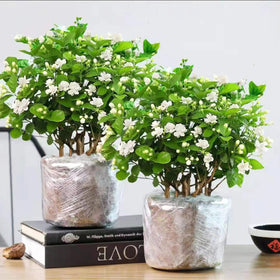 VISTATU Potted jasmine seedlings thriving in well-drained soil and proper moisture.