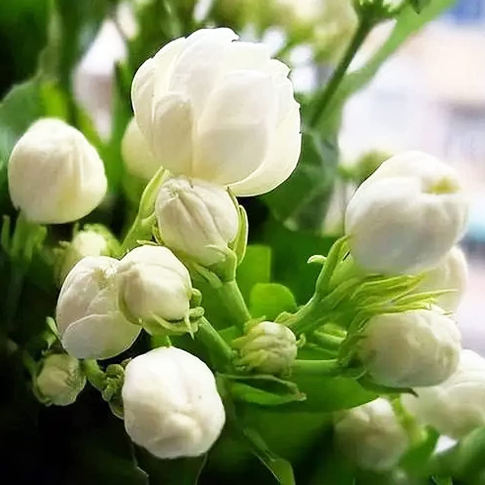 VISTATU Jasmine seeds packet ready for planting to brighten your garden this season.