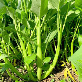 VISTATU Kangkong growth maturity shows plants reach 6–12 inches.