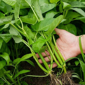 VISTATU kangkong seeds pack for home gardens and fresh greens