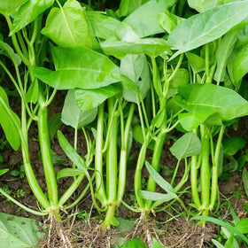 VISTATU kong xin cai harvest-ready plants for kitchen use