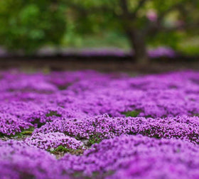 VISTATU Made in USA thyme seeds for home gardeners.