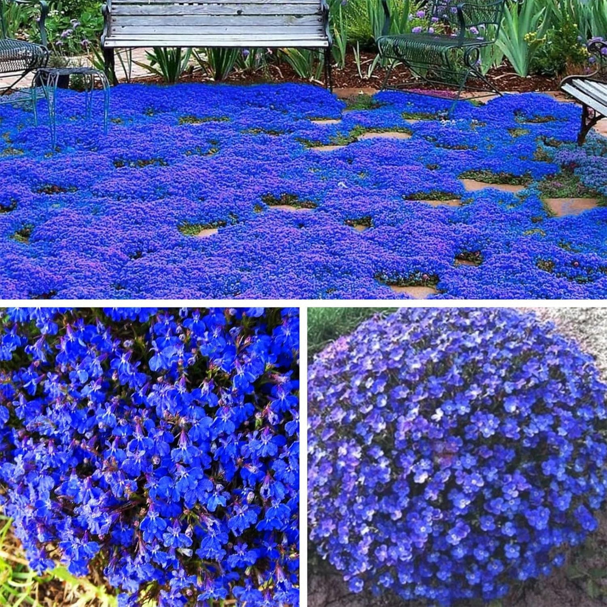 VISTATU Magic Blue Creeping Thyme seeds packet offers a promising start for fragrant ground cover.