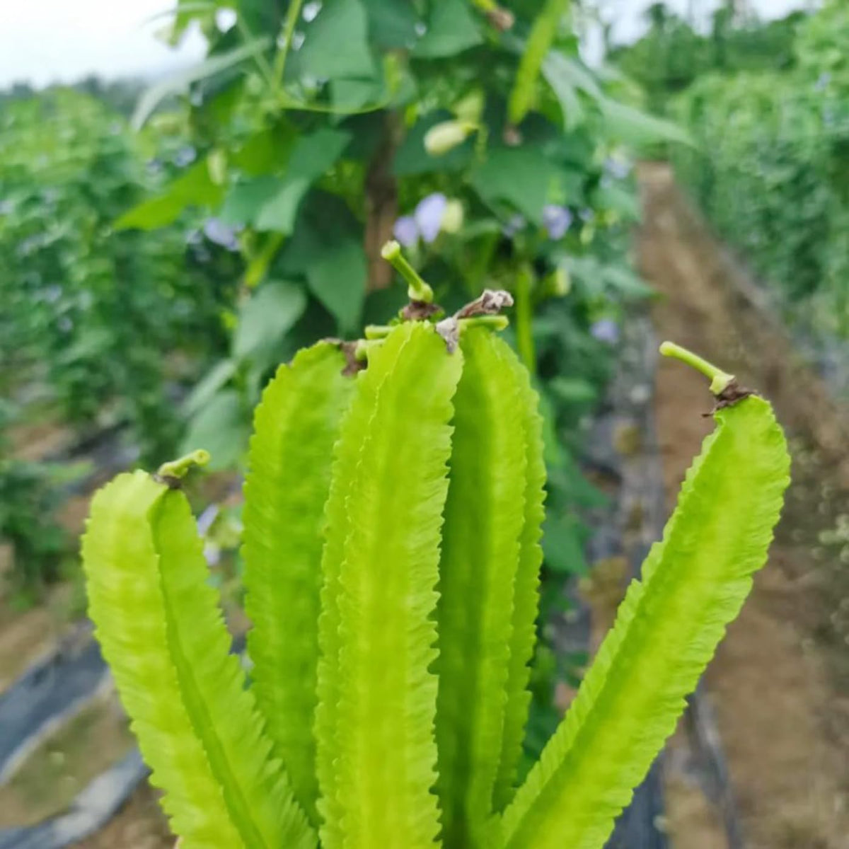 VISTATU Manila bean Kingshire seeds deliver compact, productive garden treasure.