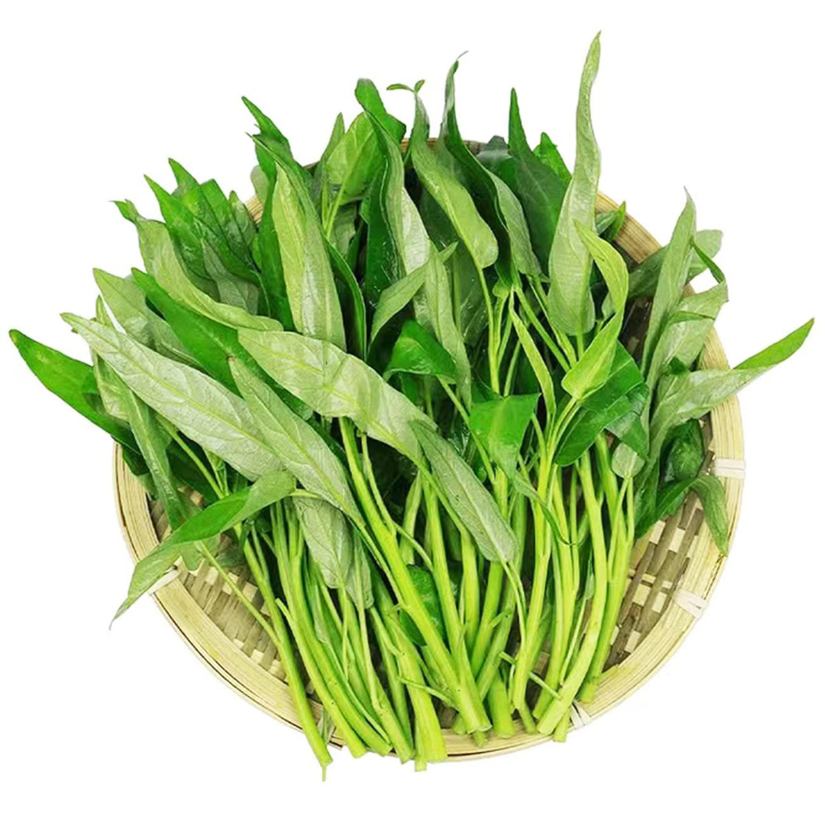 VISTATU moist fertile soil emphasizing healthy leaf development