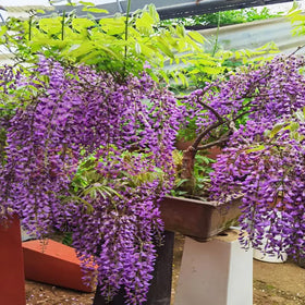 VISTATU moisture-check-watering keeps seedlings evenly moist without soggy roots
