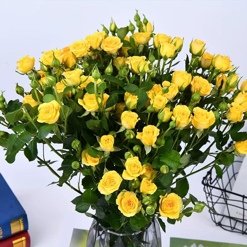 VISTATU open-pollinated rose seeds provide natural variety for hardy garden growth.