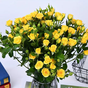 VISTATU open-pollinated rose seeds provide natural variety for hardy garden growth.