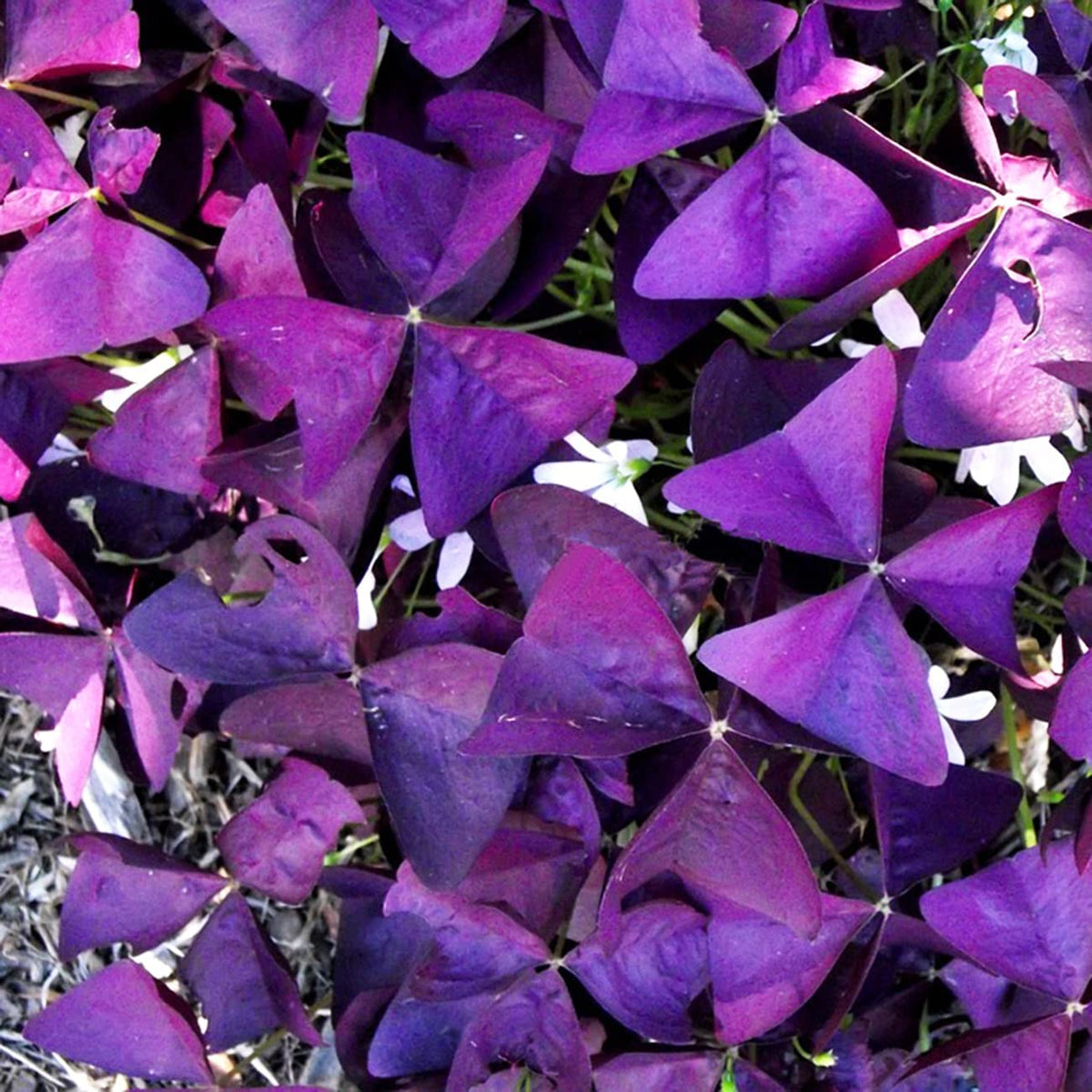 VISTATU outdoor garden display of Oxalis Triangularis