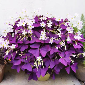 VISTATU Oxalis Triangularis purple shamrocks bulbs for bright indoor color