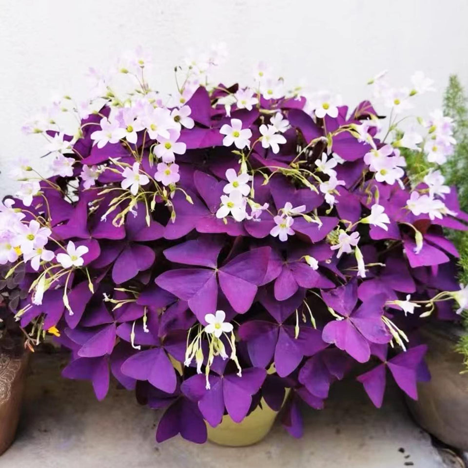 VISTATU Oxalis Triangularis purple shamrocks bulbs for bright indoor color