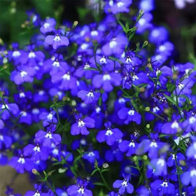 VISTATU Planting requirements summary helps gardeners plan timing and depth.