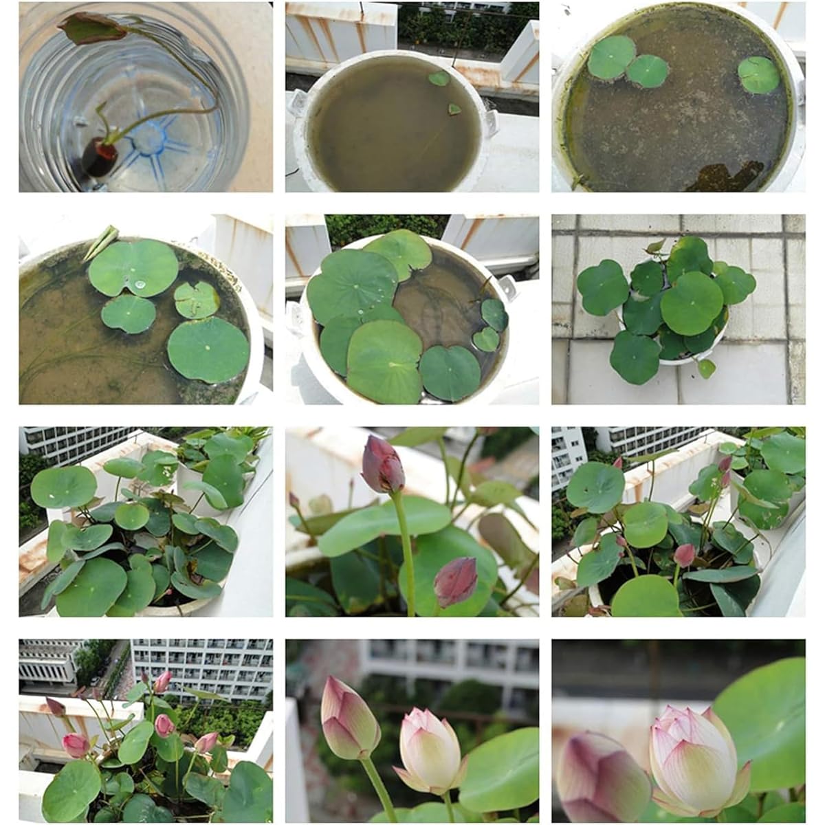 VISTATU pond and patio water garden setup for beginners.
