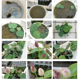 VISTATU pond and patio water garden setup for beginners.