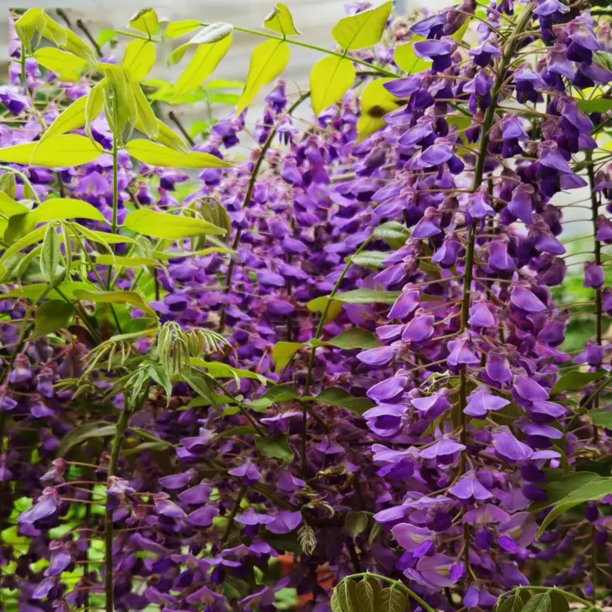 VISTATU potting soil-for-seedlings provides loose, fertile base for young plants