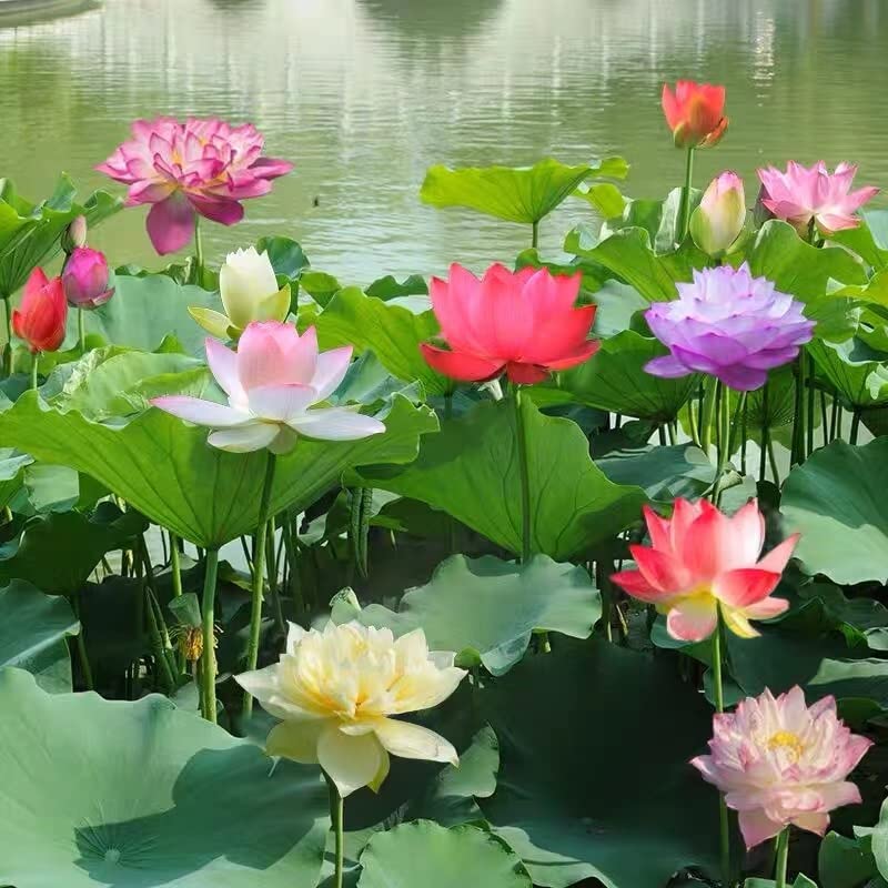 VISTATU pre-grown hardy water lily for easy pond planting.