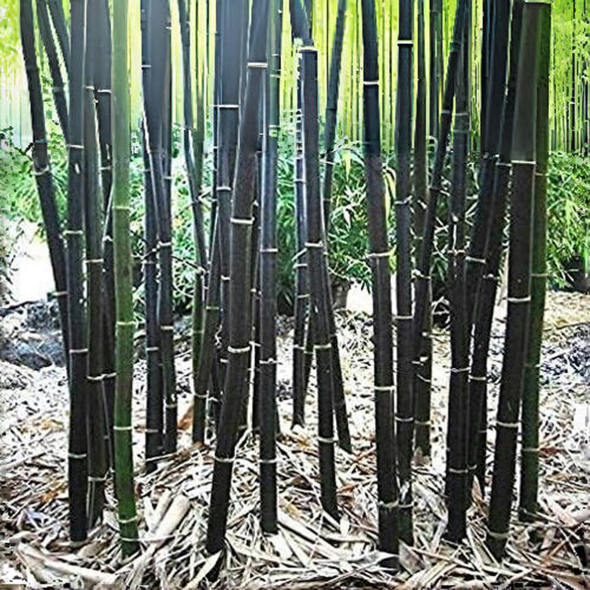 VISTATU privacy screen bamboo growth in sun and partial shade.