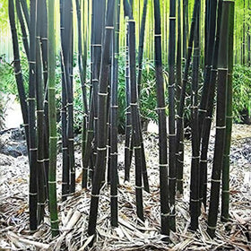 VISTATU privacy screen bamboo growth in sun and partial shade.