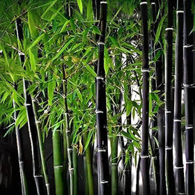 VISTATU purple-black bamboo seeds pack enhances garden color and privacy.