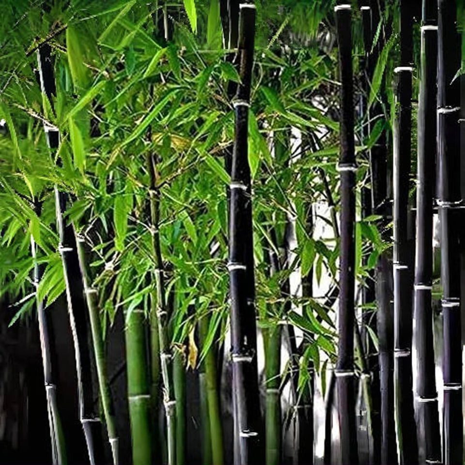 VISTATU purple-black bamboo seeds pack enhances garden color and privacy.
