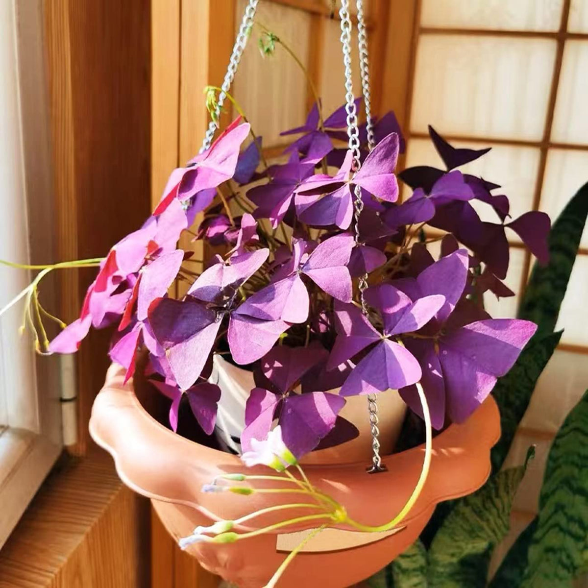 VISTATU purple shamrock leaves add unique outdoor charm
