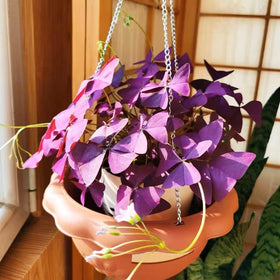 VISTATU purple shamrock leaves add unique outdoor charm