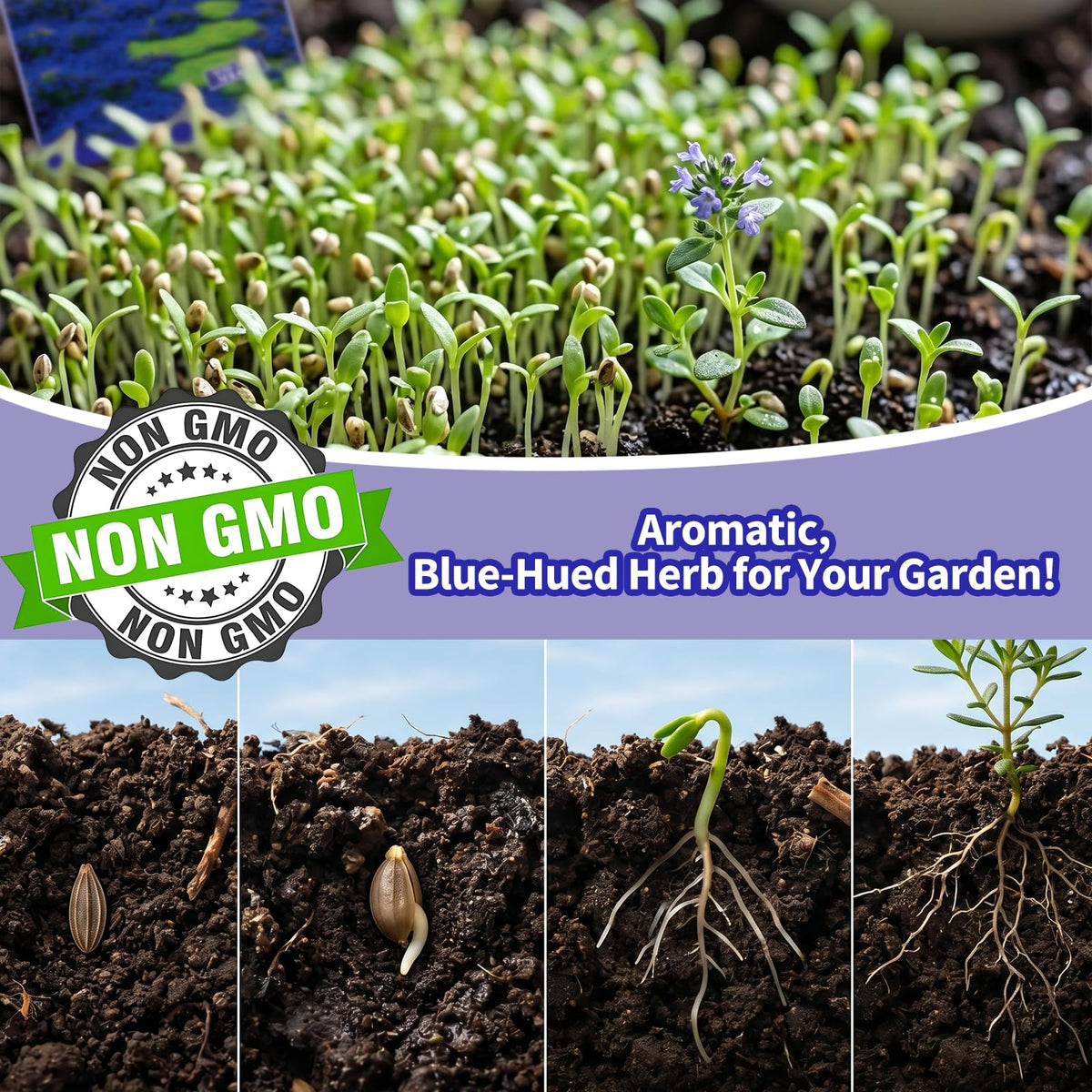 VISTATU Robust perennial thyme plant promises durable landscaping color.