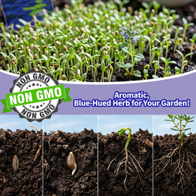 VISTATU Robust perennial thyme plant promises durable landscaping color.
