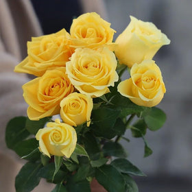 VISTATU rose seed germination starts with warm conditions and visible green shoots.