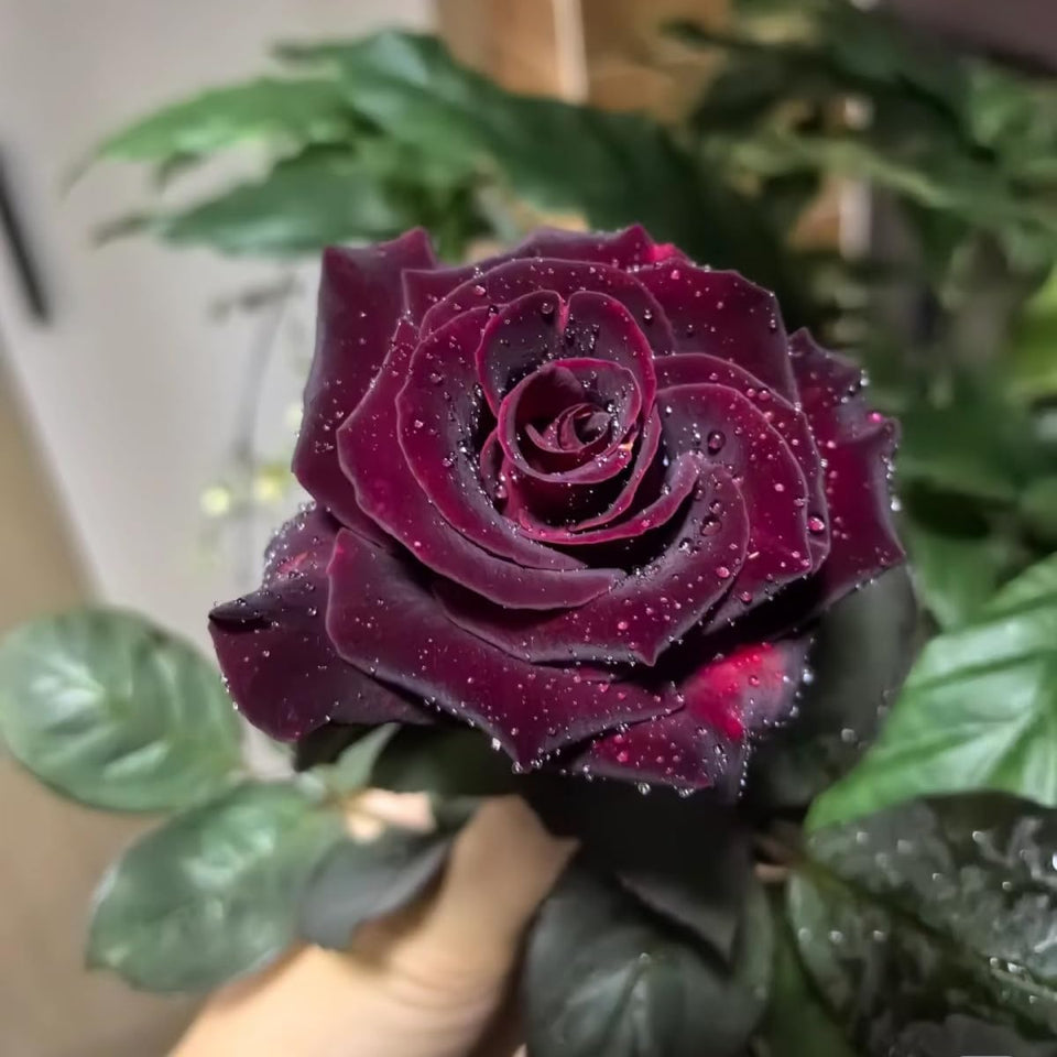 VISTATU rose seed pack shot highlighting high-quality seeds for colorful blooms