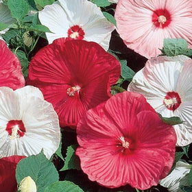 VISTATU replacement policy for damaged or short seed packets