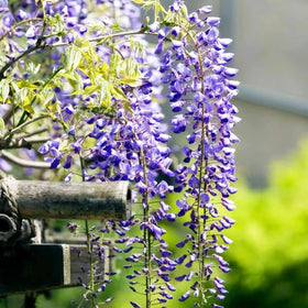VISTATU seedling-light-adjustment helps tall, straight growth as plants mature