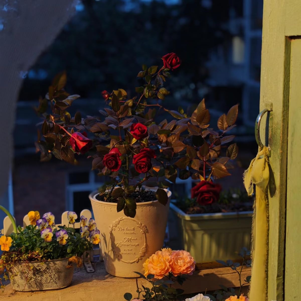 VISTATU soil moisture care scene demonstrates proper watering for healthy roses