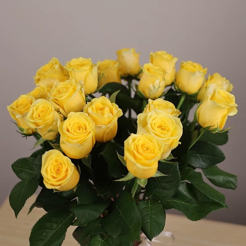VISTATU stratification process aids reliable germination of rose seeds.