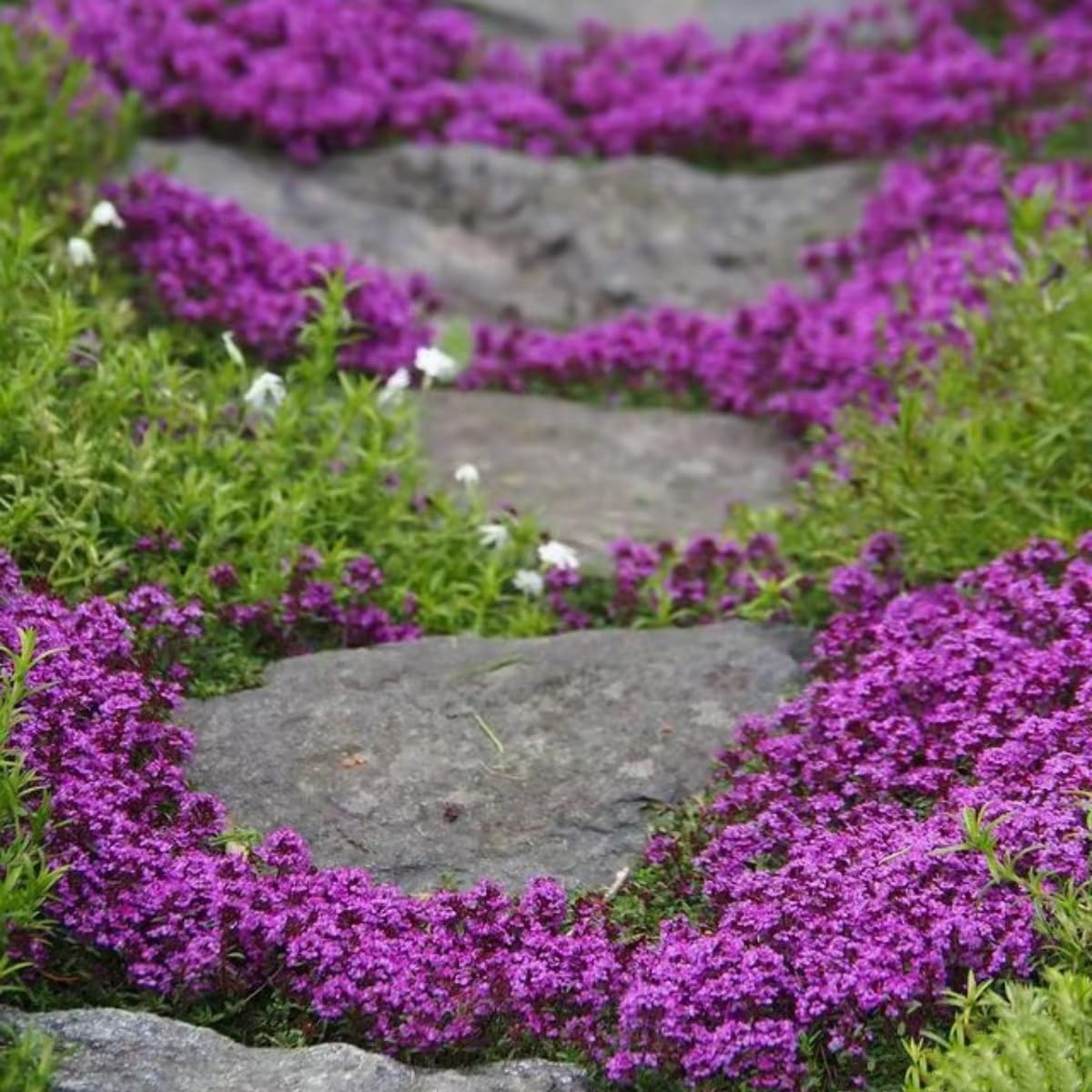 VISTATU Thyme seeds suitable for indoor germination and early start.
