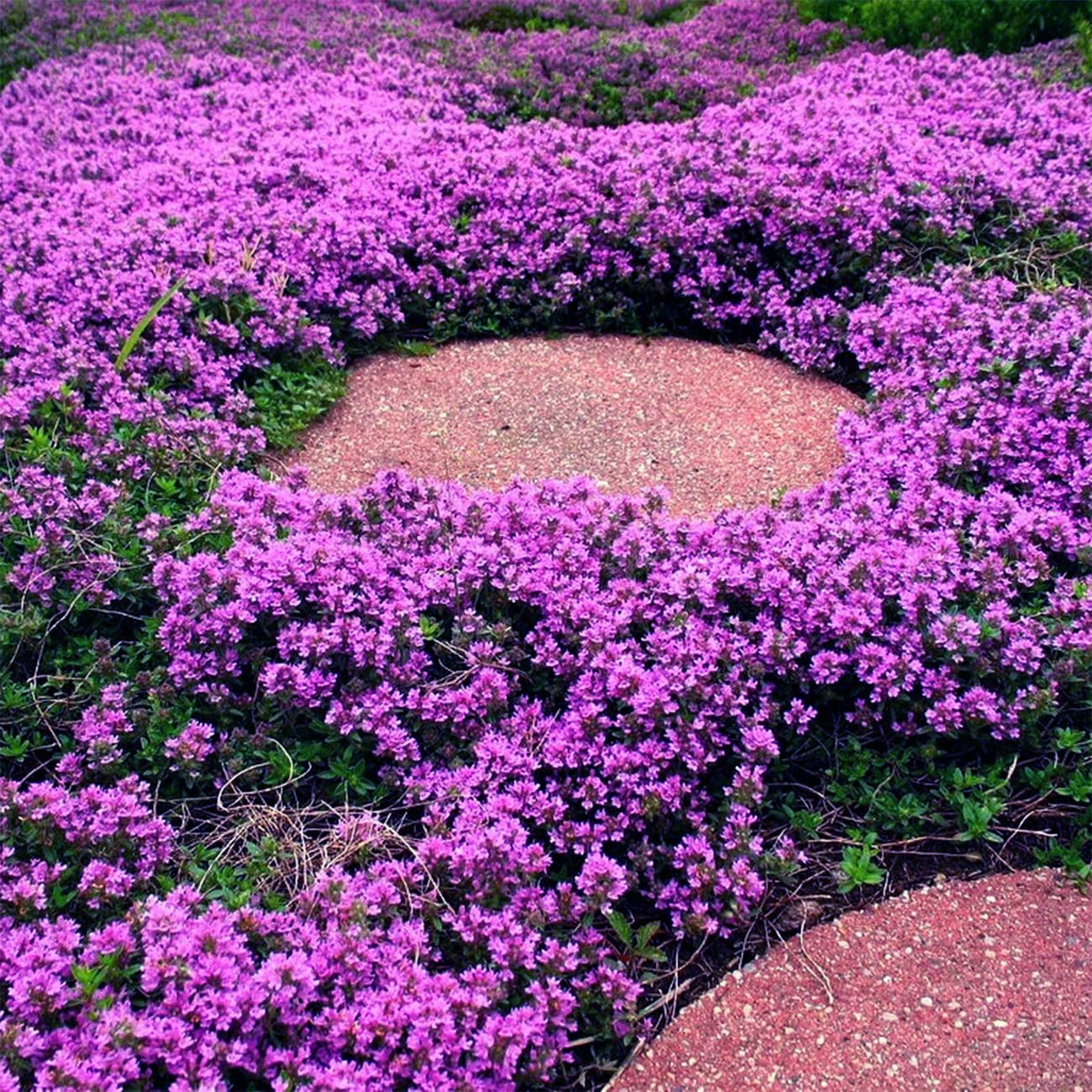 VISTATU Thymus Serpyllum perennial seeds for self-seeding, long-lasting gardens.
