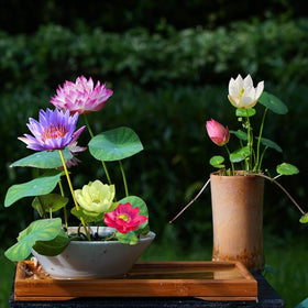 VISTATU water lily flower plant seed showing vibrant blooms for water features.