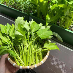 VISTATU water spinach germination scene showing quick sprouting potential