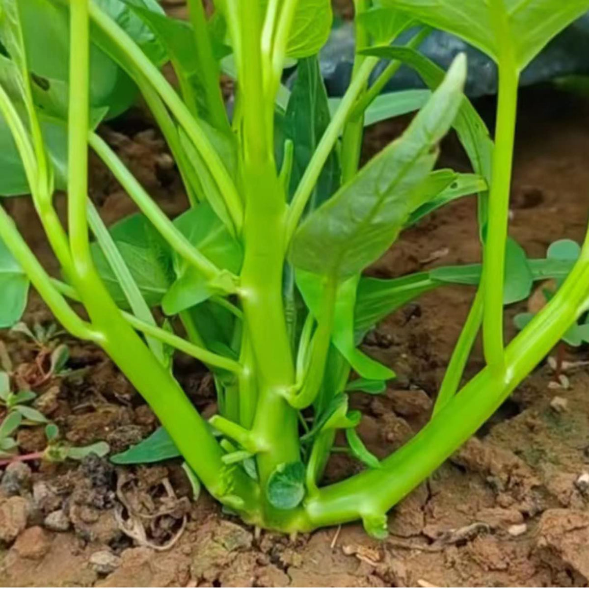 VISTATU water spinach seeds garden setup in soil bed