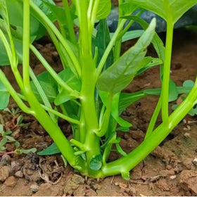 VISTATU water spinach seeds garden setup in soil bed