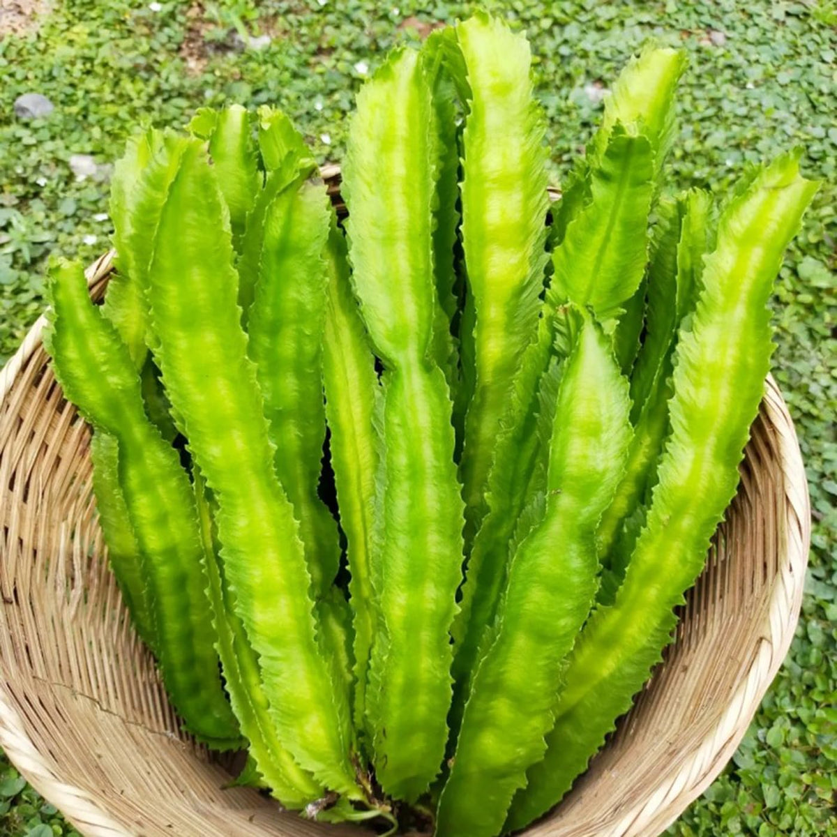 VISTATU winged bean seeds packet ready for spring sowing in full sun for a protein-rich harvest.