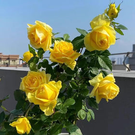 VISTATU yellow rose bloom ambience adds bright color to yards.