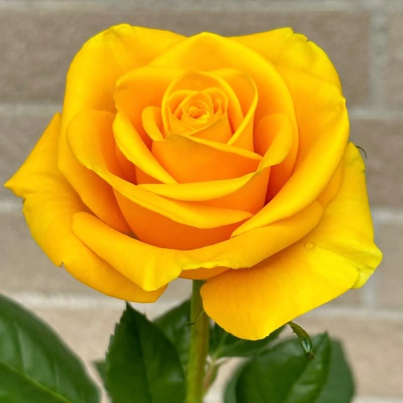 VISTATU yellow rose seed pack ready for garden planting and vibrant blooms.