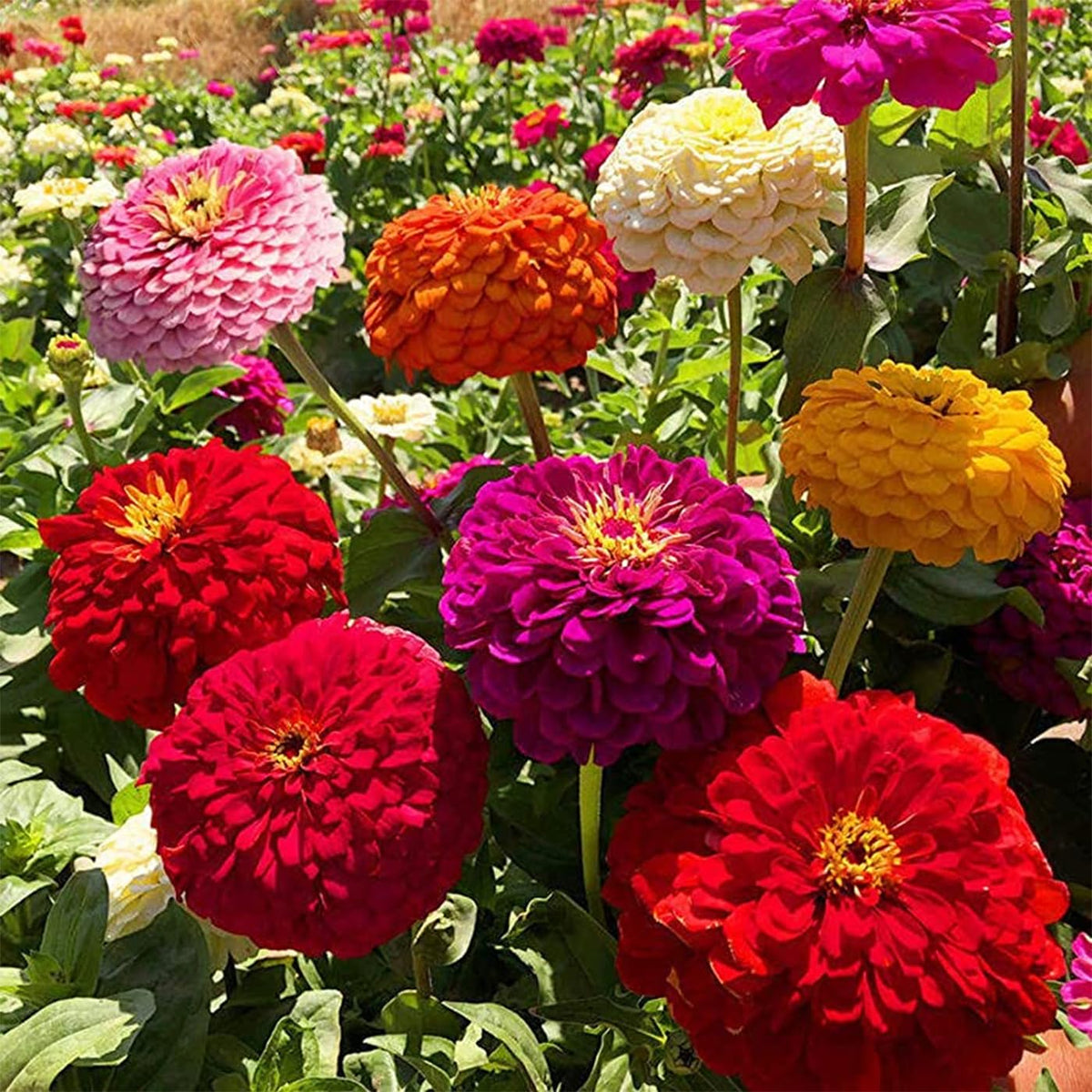 VISTATU zinnia is an annual in zones 3-6, suitable for temperate gardens.