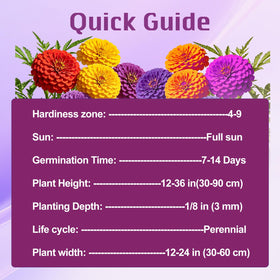 VISTATU zinnia blooms measure about 1.25 inches, offering cheerful color.