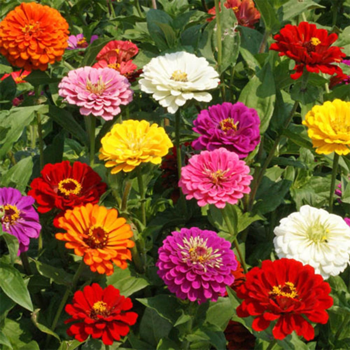 VISTATU USA-made seeds support domestic gardening with open-pollinated variety.
