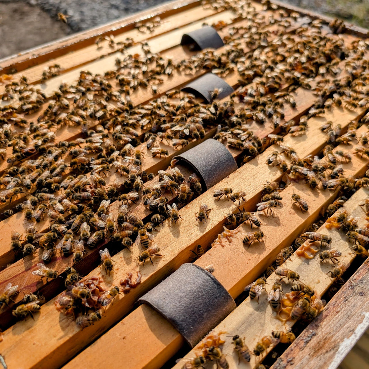 VITA BEEHEALTH Varroxsan oxide acid dihydrate formulation optimized for bees