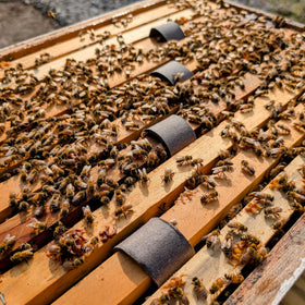 VITA BEEHEALTH Varroxsan oxide acid dihydrate formulation optimized for bees